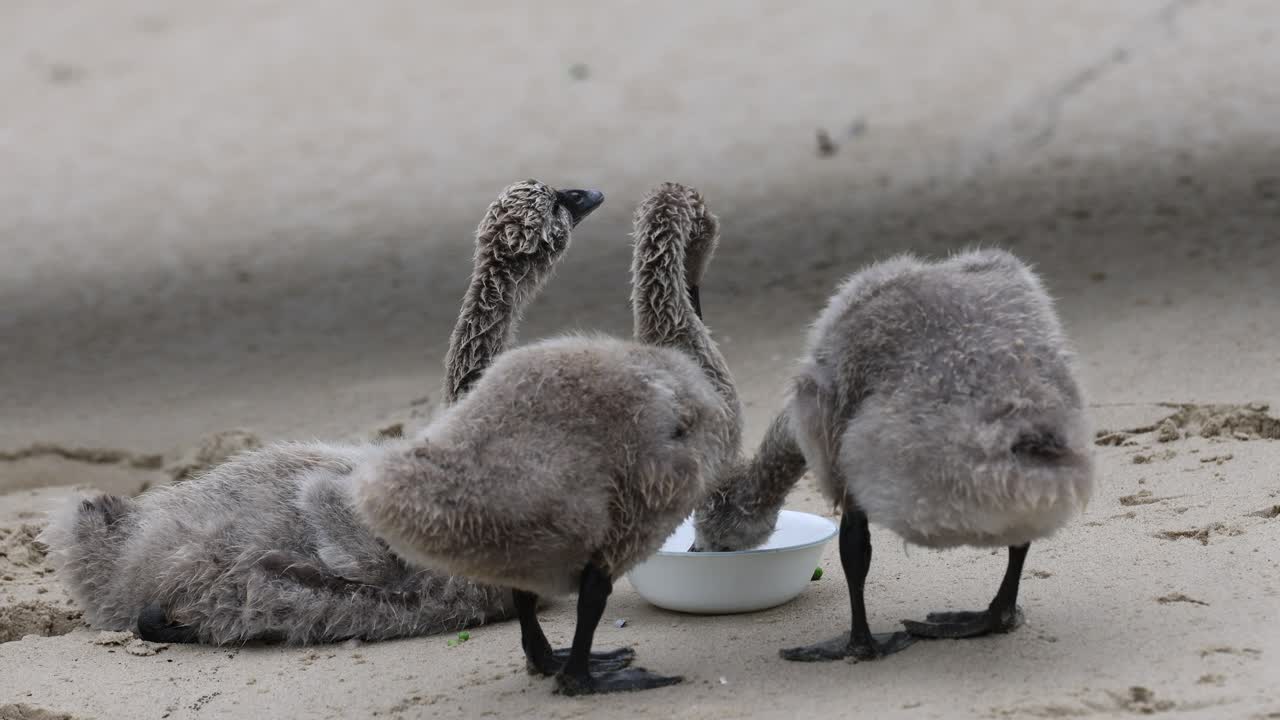 백조 새끼 들 은 성인 의 감독 하 에 그 에서 먹는다