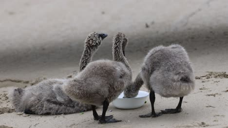 swan cygnets eat from a bowl under adult supervision