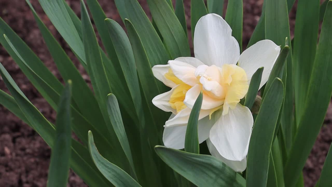 Beautiful daffodil flower in the wind