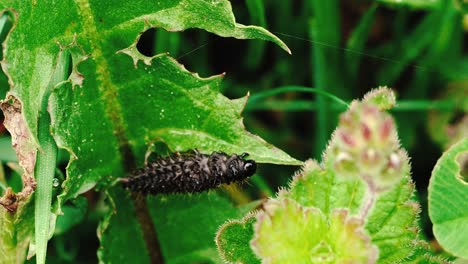 stable shots of black caterpillar eating green leaves of plant