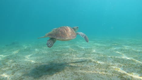 cerrar el buceo junto a la tortuga verde nadando lentamente