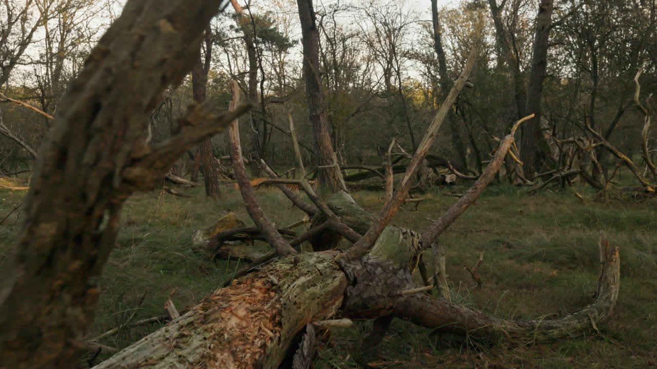Fallen Trees in a Forest
