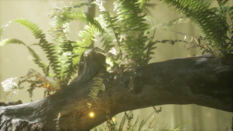 tronco del árbol doblado horizontalmente con helechos creciendo, y la luz del sol brillando