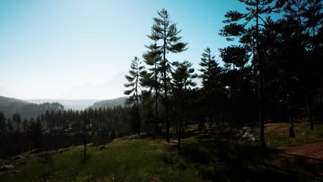 Evergreen-fir-tree-and-mountains-on-a-background-on-a-sunset-after-the-rain