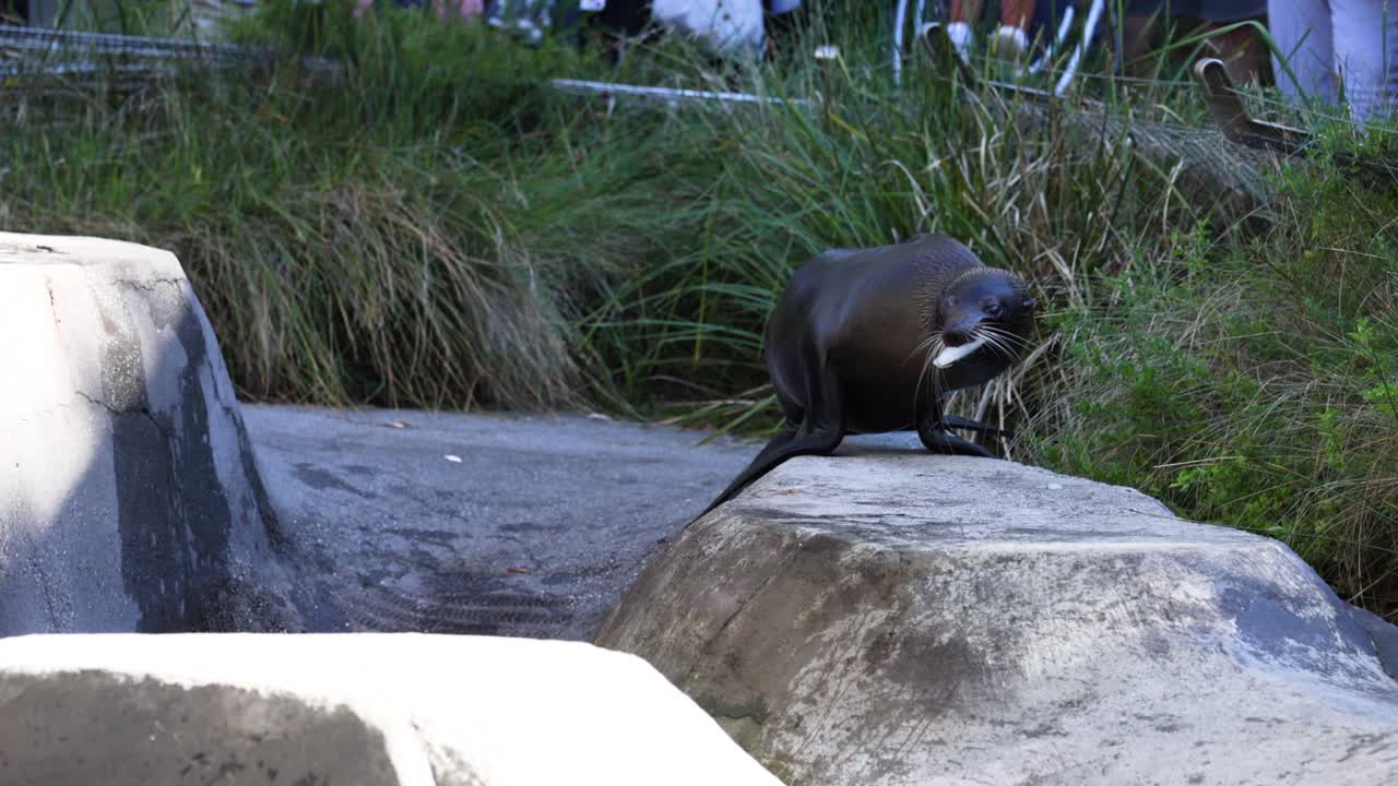 동물원 전시회 에서 환경 과 상호 작용 하는 해파리
