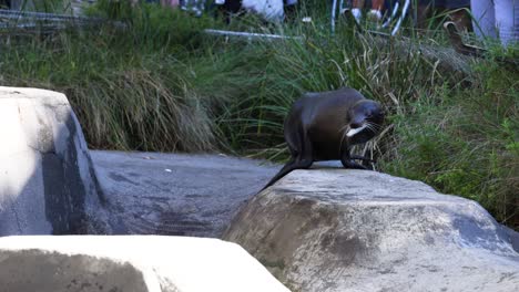 foca interactuando con el medio ambiente en la exposición del zoológico