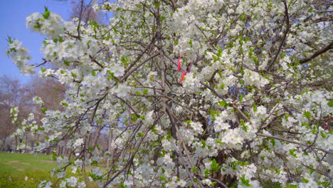 close-up of branches covered with flowering colors