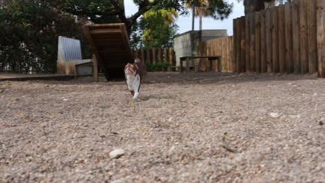 Brown and white chihuahua running on gravel in slow motion in outdoor dog park