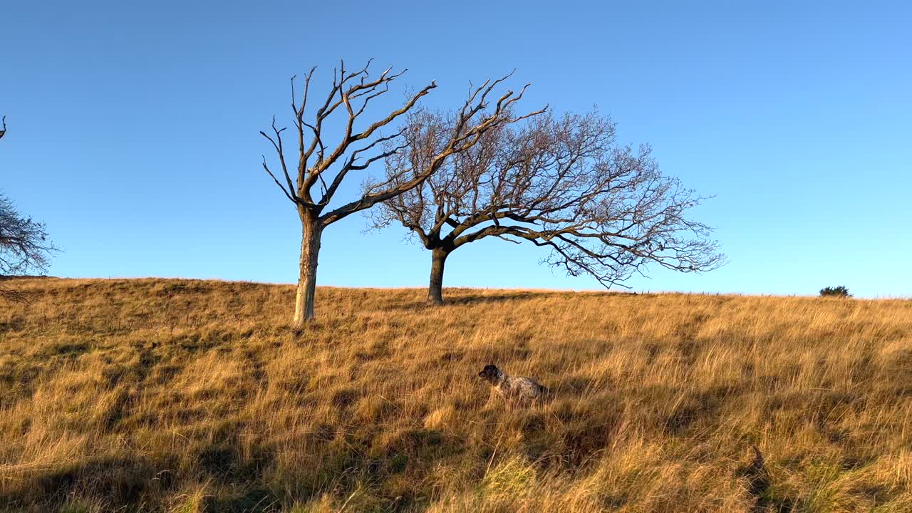 Spanielhond rent over droog veldgras met bladloze, dromerige dode bomen, blauwe heldere lucht op de achtergrond. Herfst, trackingpan, 4k 30fps. Klimaatverandering, droge woestijnomgeving, toekomstige tweekleuren esthetiek