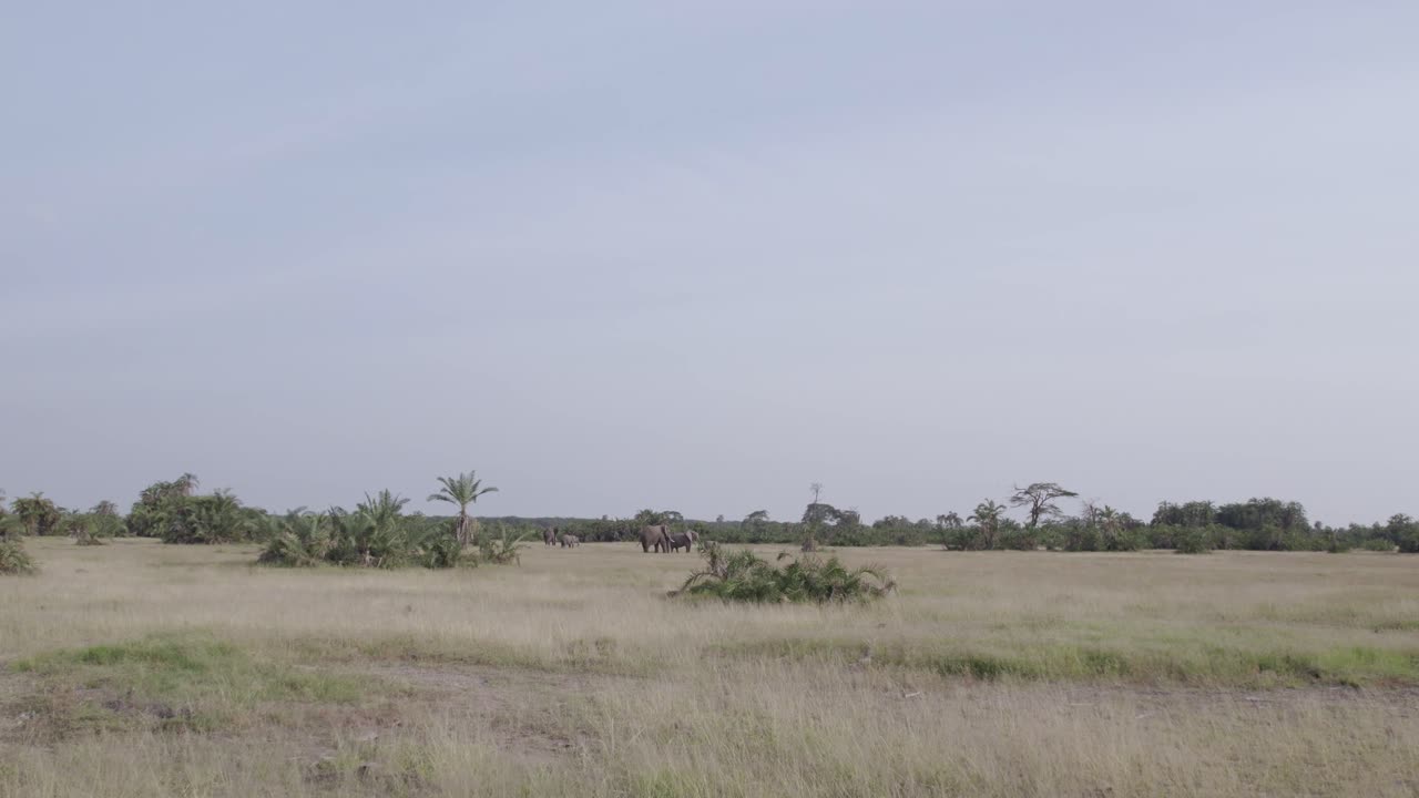 아프리카 사바나의 코끼리