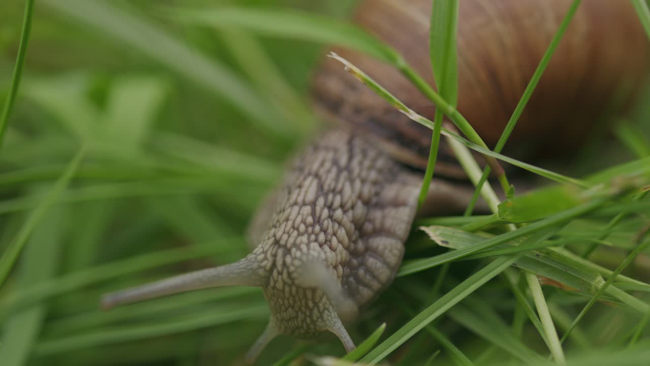 cabeza con tentáculos de caracol comestible helix pomatia arrastrándose