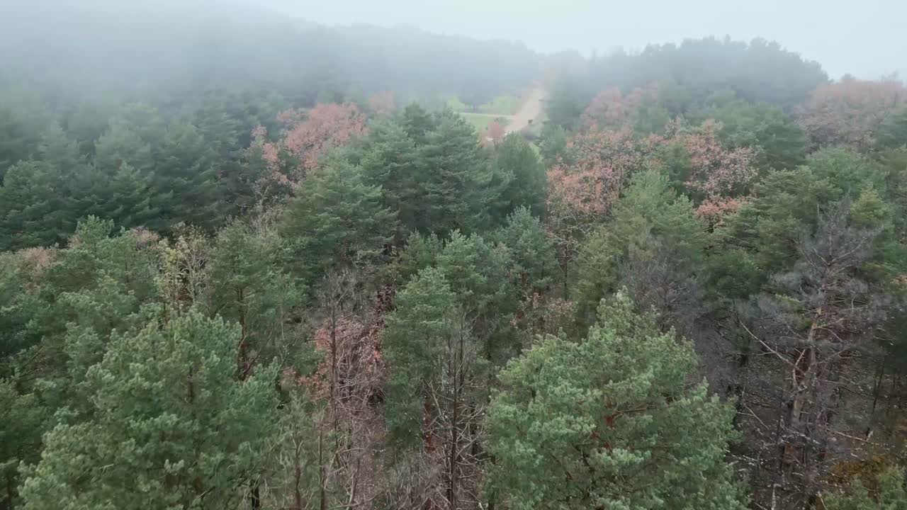 안개가 많은 아침에 도로와 함께 숲