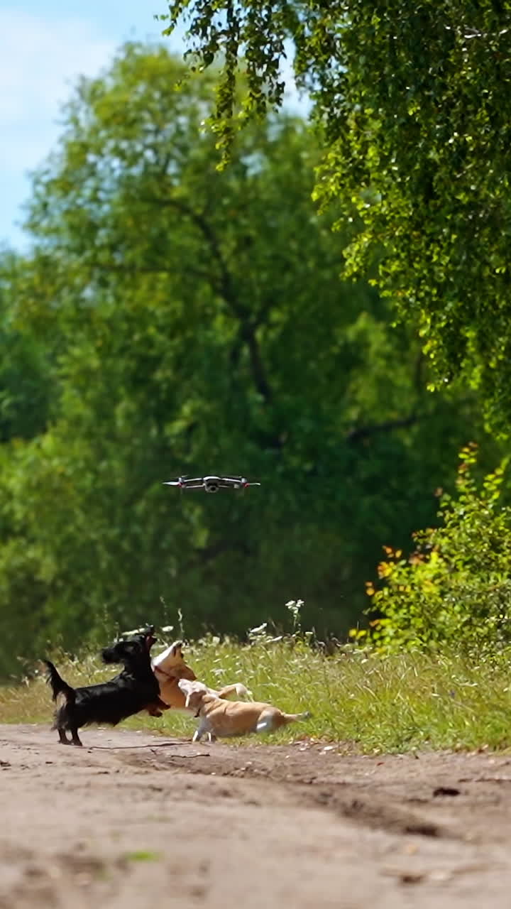 Lovely dogs and drone. Funny dogs play outdoors in summer. Active pet animals jumping and trying to catch drone flying over their heads. Vertical video