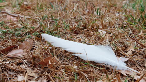 white feather falls on the ground with dry golden meadows at kurnell national park in new south wales, australia