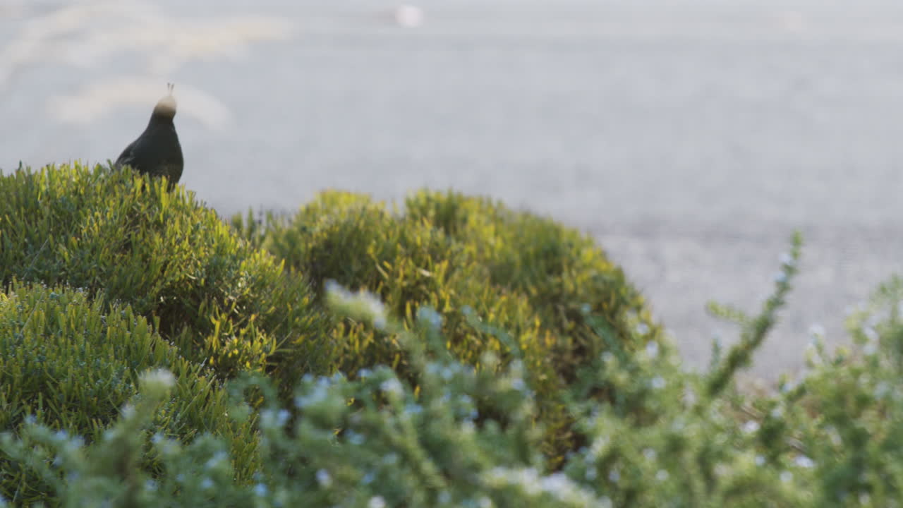 캘리포니아 수달이 덤불에서 내려오고 있다