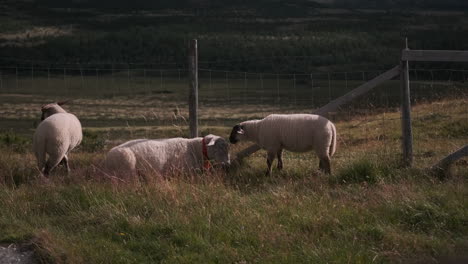 A-static-shot-of-three-white-sheeps-in-a-meadow-on-green-grass-in-day-time