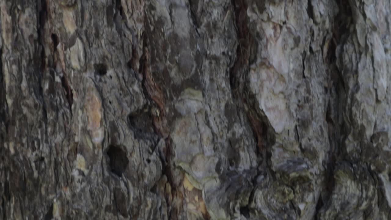 primer plano de la textura de la corteza de los árboles