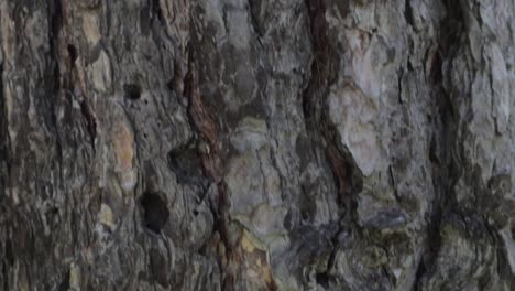 Close-up of Tree Bark Texture