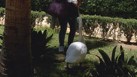 lady feeding swan in maría luisa park in seville, spain