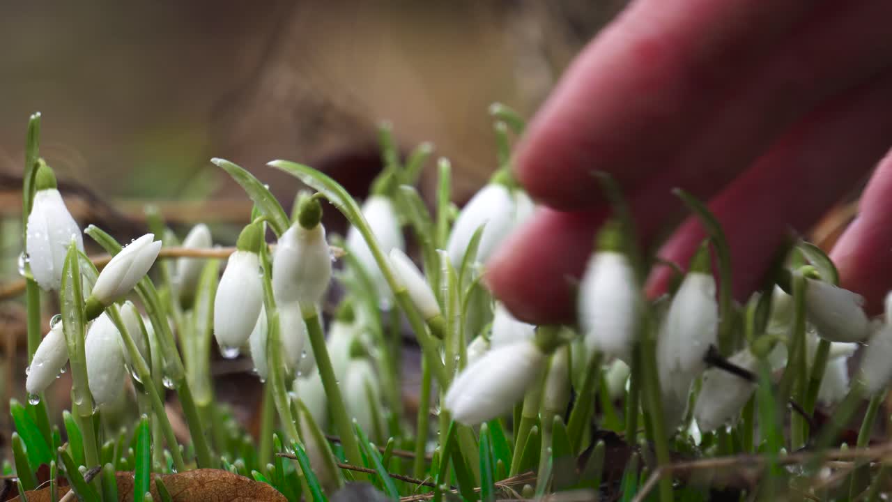 el jardinero toca suavemente las gotitas de nieve en el jardín con gotas de agua después de la lluvia
