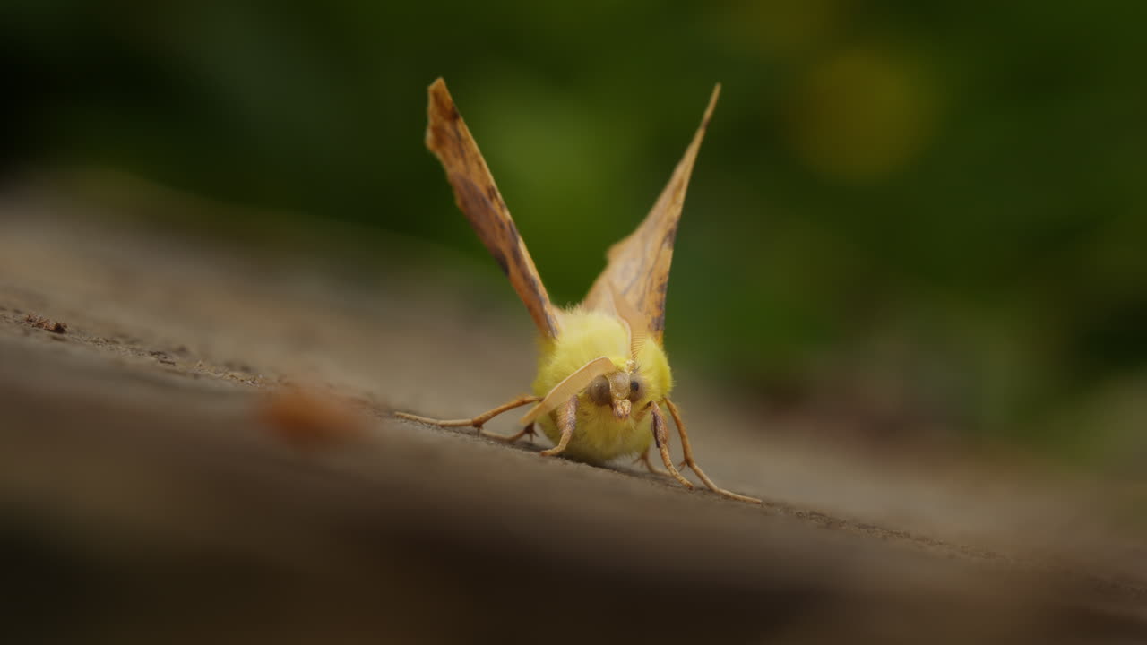 Canary-shouldered Thorn moth, Ennomos alniaria, resting outside
