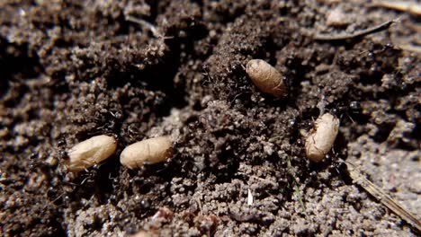 ants moving their nest eggs - macro shot, slow motion