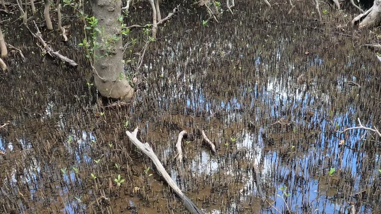 산책로가 울불한 맹그로브 나무를 가로질러 휘어져 있습니다.