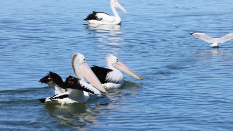 pelican and seagull interacting in tweed heads waters