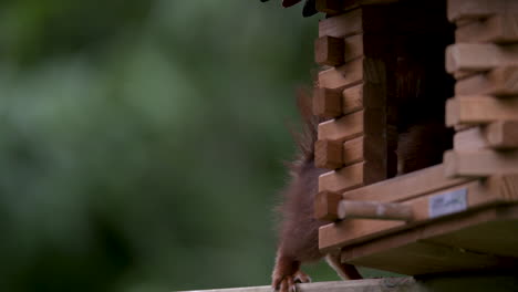 red squirrel stealing foor from a birdfeeder