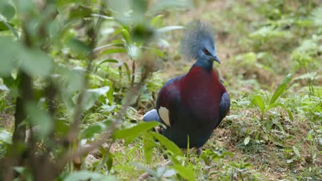 close-up view of crowned pigeon in the forest.