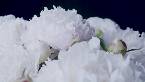 white peonies in studio closeup sliding rotating display