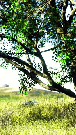 Vibrant tree amidst golden grassland under bright sunny sky