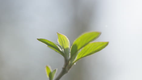 close-up of new spring leaves