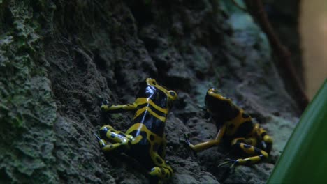 two yellow banded poison dart frogs , arrow frogs with bright yellow and black stripes found in forests in a sea life aquarium