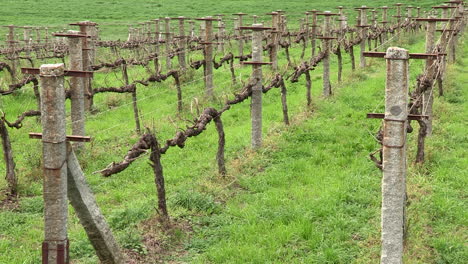 viñedo que se entiende por los campos y bien delimitado con los mojones de cemento
