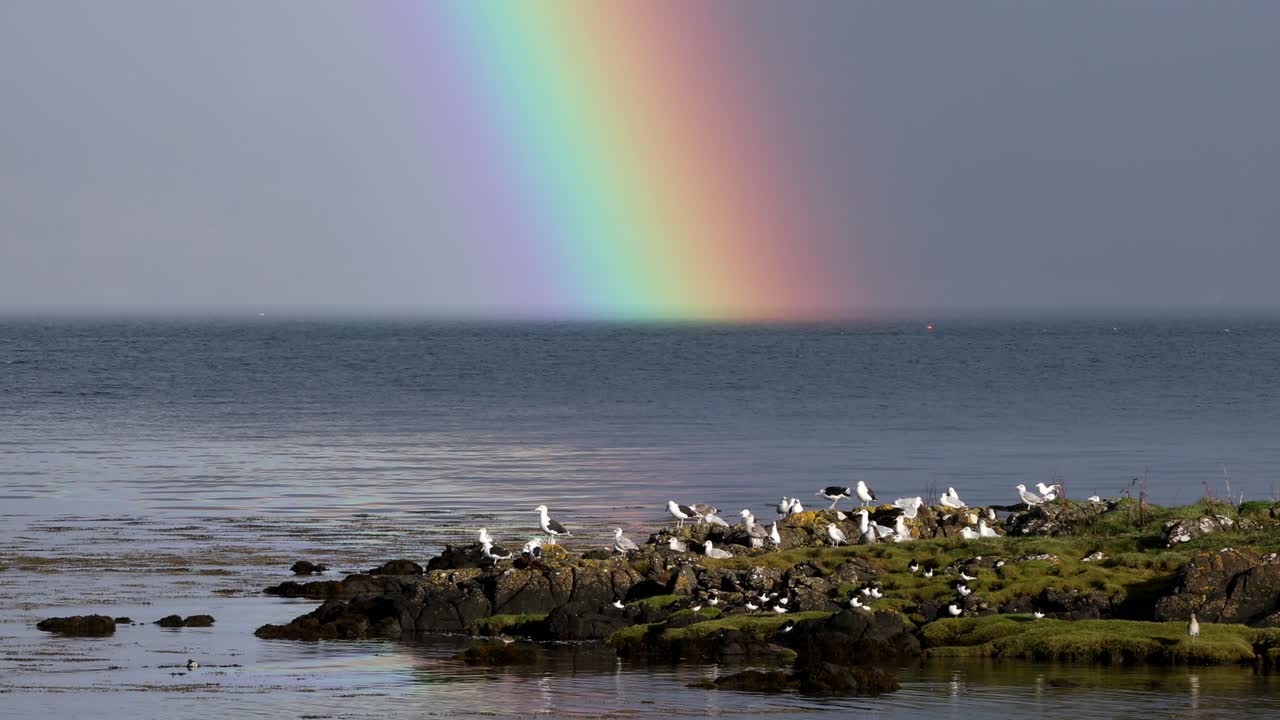 arco iris sobre colonia de gaviotas junto al mar, mull, highlands, escocia