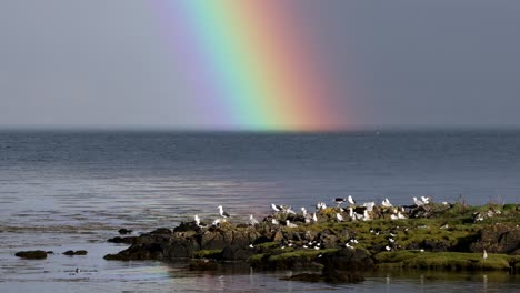 Arco-Iris-Sobre-Colonia-De-Gaviotas-Junto-Al-Mar,-Mull,-Highlands,-Escocia