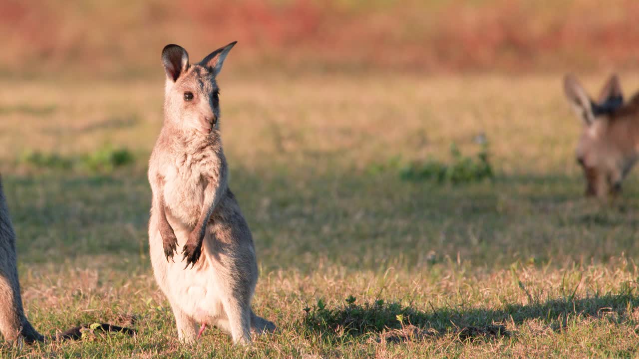 A young kangaroo joey explores and grazes on grass in a sunlit field, with soft golden hour lighting and gentle camera movement