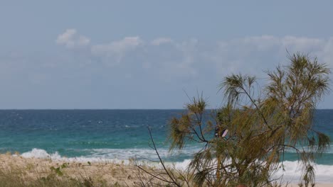 casuarina tree swaying by the ocean