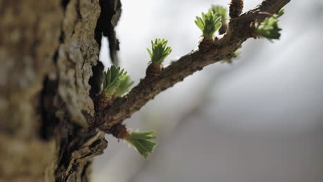 new growth on a tree branch in spring