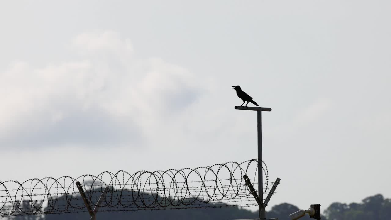 마이 카오 해변 의 울타리 에 서 있는 새