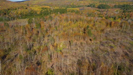 Deslizamiento-Aéreo-A-La-Izquierda-Más-Allá-De-Un-Bosque-Recién-Talado-A-Finales-De-Otoño