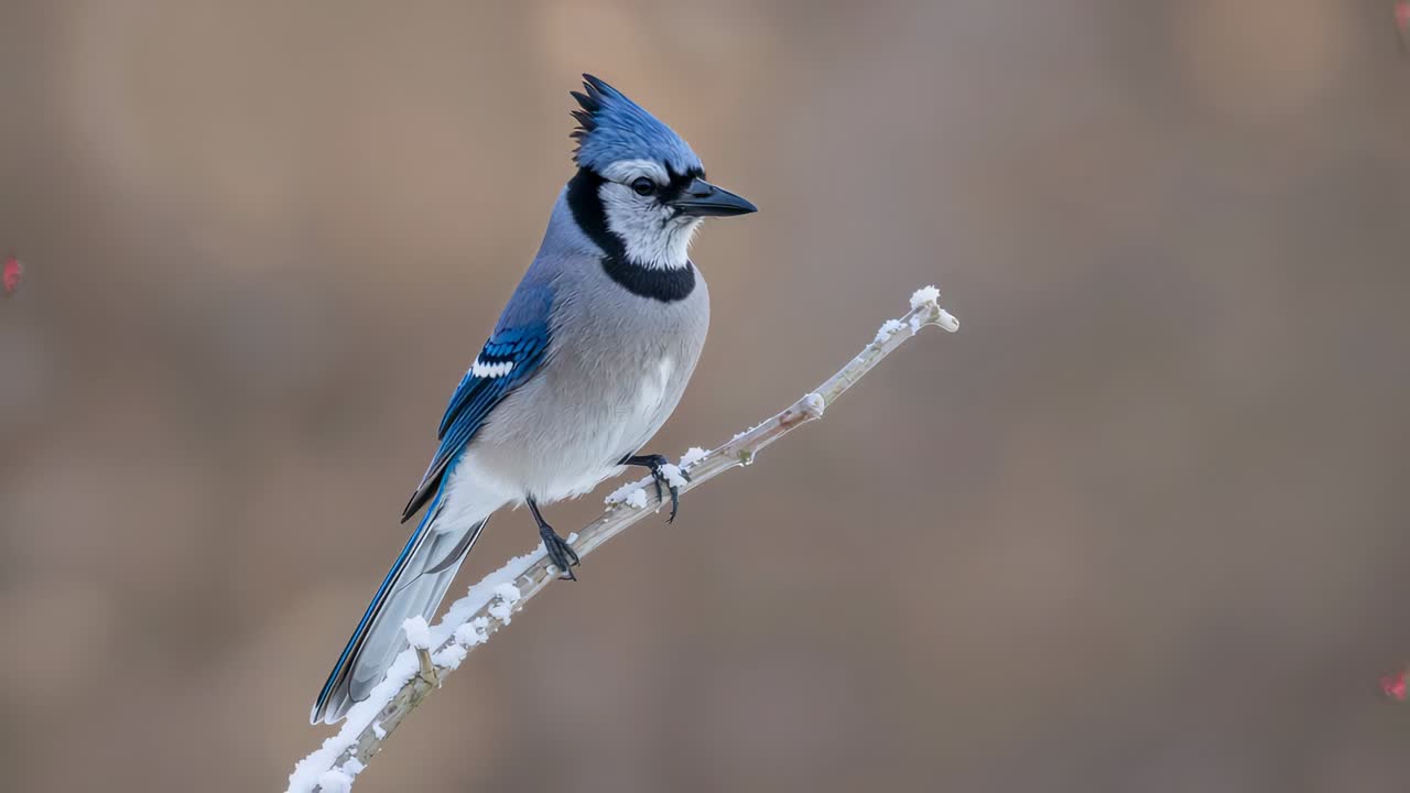 Ghiandaia azzurra appollaiata che gira la testa, alza la cresta e si sposta su un ramo in inverno mentre la telecamera zooma e scansiona