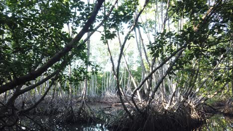 Panoramablick-Auf-Einen-Mangrovenwald-In-Bali,-Indonesien