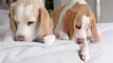 Close-up-of-two-pet-dogs-sitting-on-bed-at-home,-slow-motion