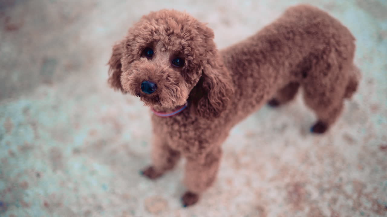 Small brown poodle standing on a pier looking around curiously