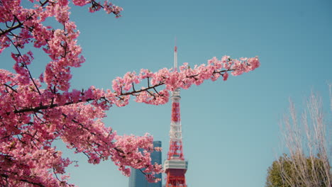 cherry blossoms and tokyo tower