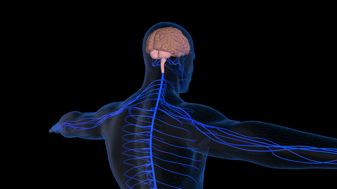 Nervous System With Alpha Channel