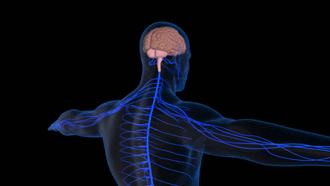 nervous system with alpha channel
