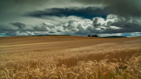 wheat field under a cloudy sky